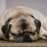 Do Pugs Dream When They Sleep