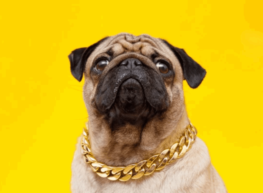 Custom Jewelry Inspired by Your Pug