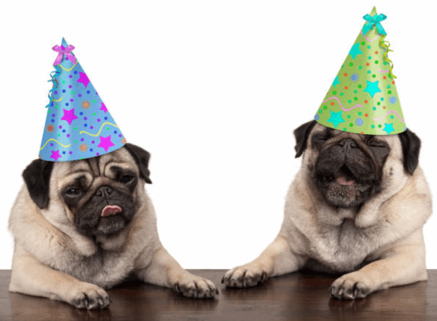 Celebrating Your Pugs Birthday on a Budget