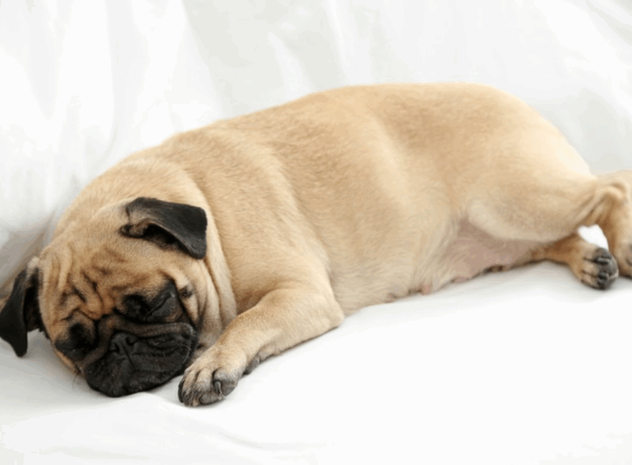 Do Pugs Dream When They Sleep