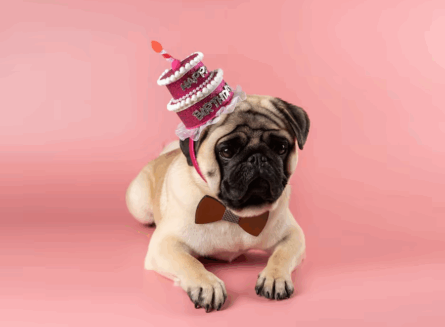 Celebrating Your Pugs Birthday on a Budget