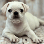 How to Read Dog Food Labels for Pugs