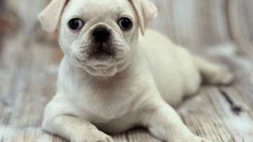 How to Read Dog Food Labels for Pugs