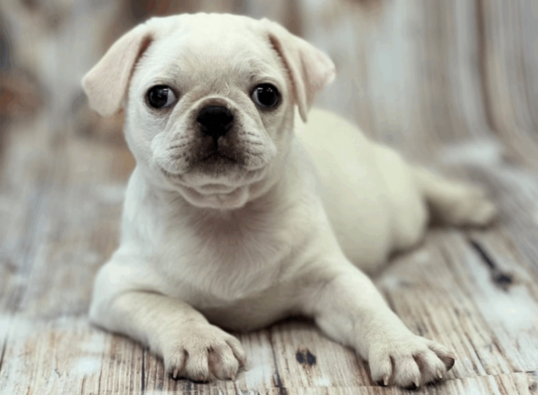 How to Read Dog Food Labels for Pugs