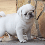 How to Read Dog Food Labels for Pugs