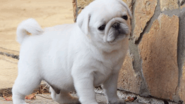 How to Read Dog Food Labels for Pugs