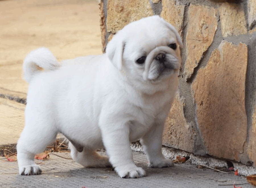 How to Read Dog Food Labels for Pugs