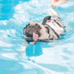 Is It Safe to Let Your Pug Swim