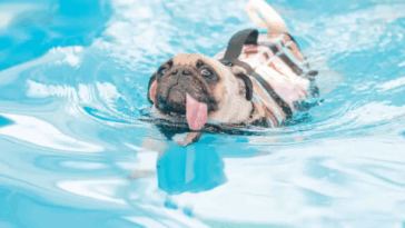 Is It Safe to Let Your Pug Swim