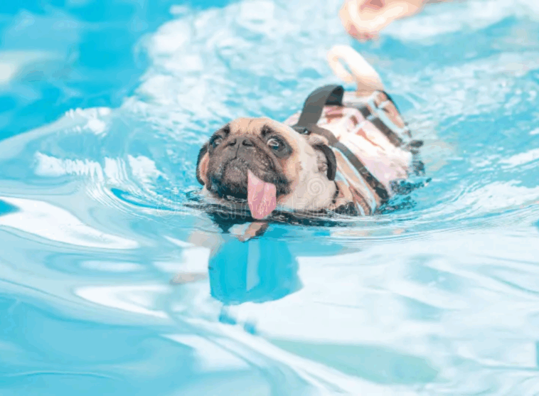 Is It Safe to Let Your Pug Swim