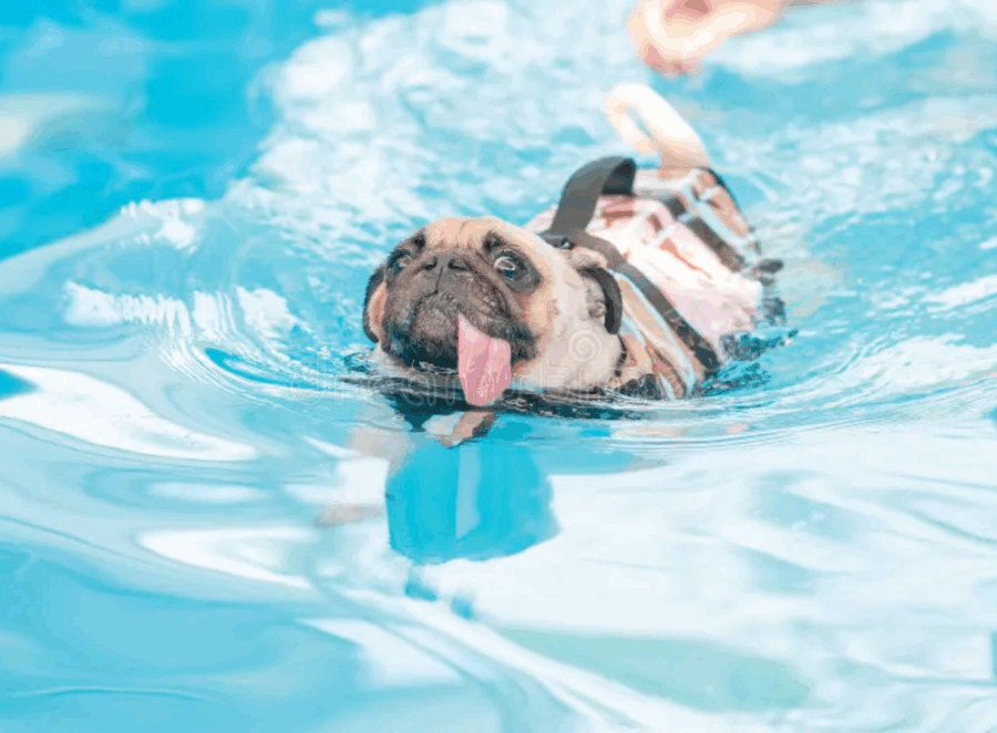 Is It Safe to Let Your Pug Swim