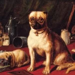 How Pugs Became a Luxury Pet for the Elite