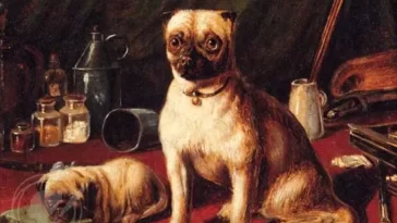 How Pugs Became a Luxury Pet for the Elite