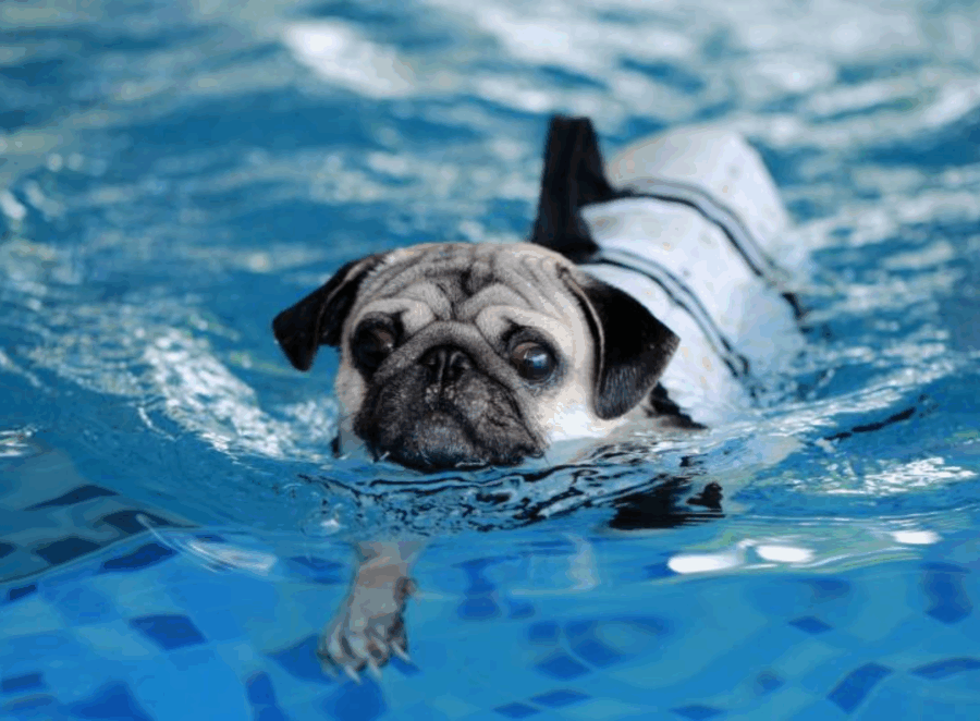 Is It Safe to Let Your Pug Swim