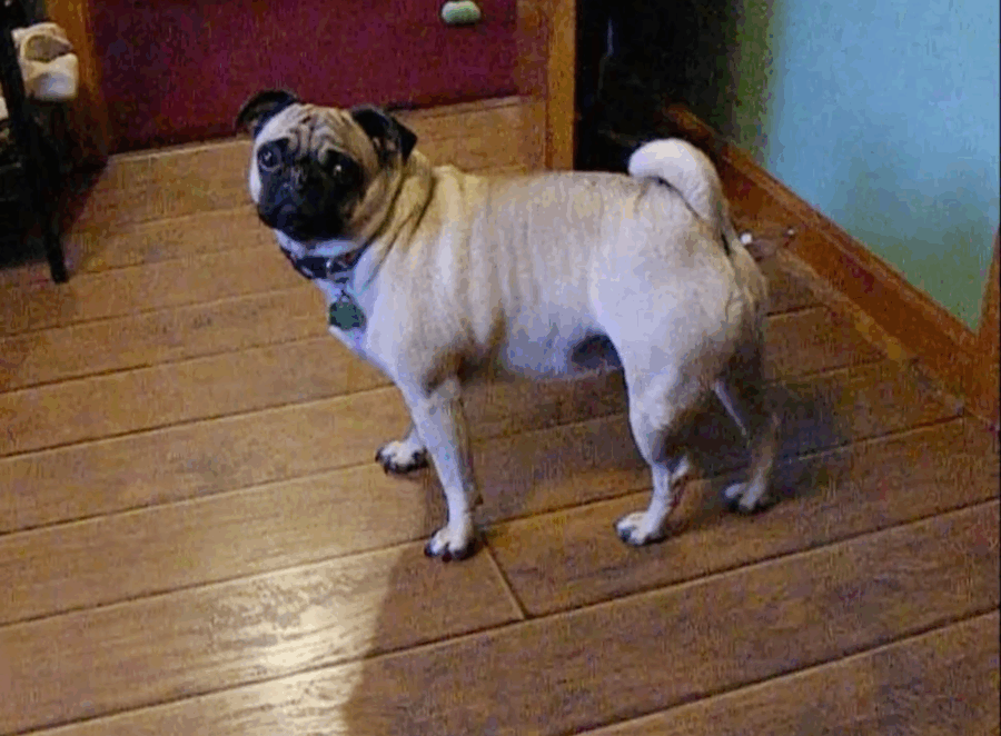 Can Pugs Get COVID or Other Human Illnesses