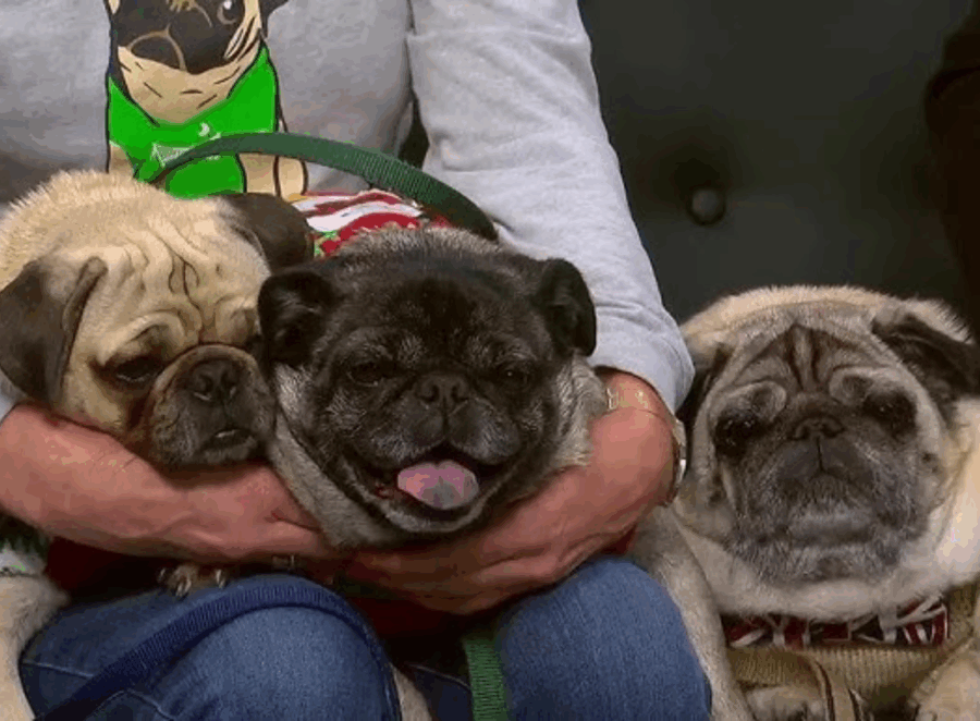 Hosting a Pug Meetup Event