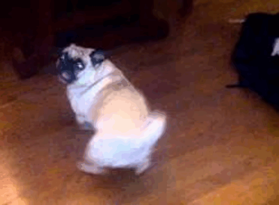 When Is a Pug Considered a Senior