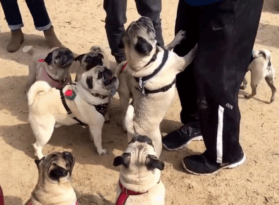 Hosting a Pug Meetup Event