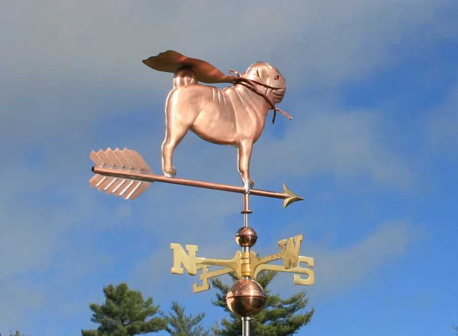 Pugs in Victorian England A Status Symbol