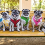Hosting a Pug Meetup Event