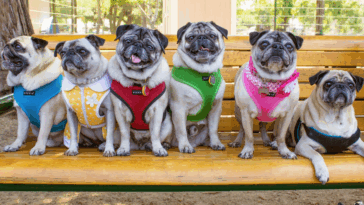 Hosting a Pug Meetup Event