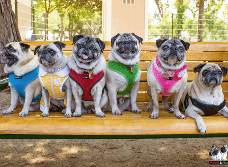 Hosting a Pug Meetup Event