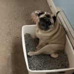 Can Pugs Be Trained to Use a Litter Box