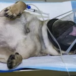 How to Help Your Pug Recover After Surgery