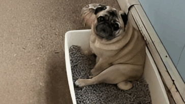 Can Pugs Be Trained to Use a Litter Box