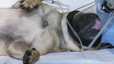 How to Help Your Pug Recover After Surgery
