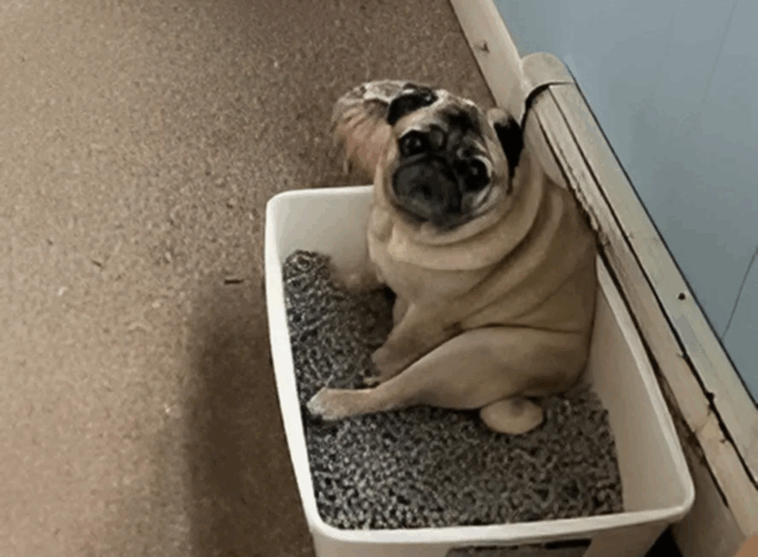 Can Pugs Be Trained to Use a Litter Box