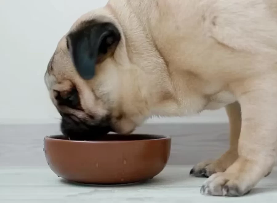 Is Your Pug Getting Enough Water