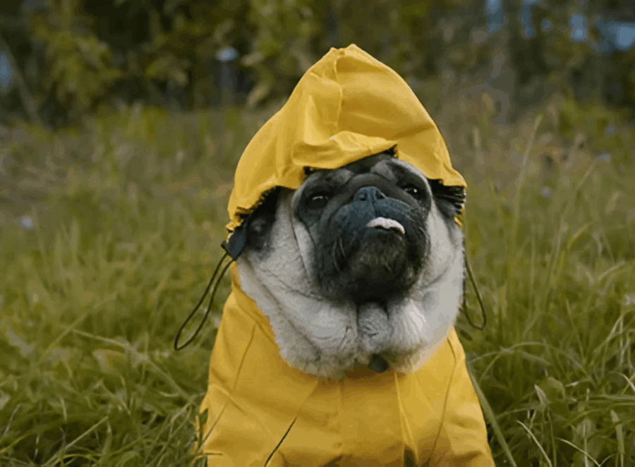 Keeping Your Pug Entertained During Rainy Days