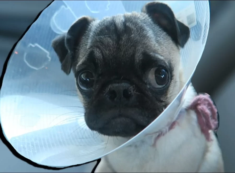 How to Help Your Pug Recover After Surgery