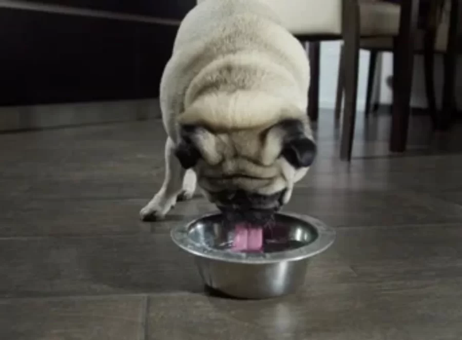 Is Your Pug Getting Enough Water
