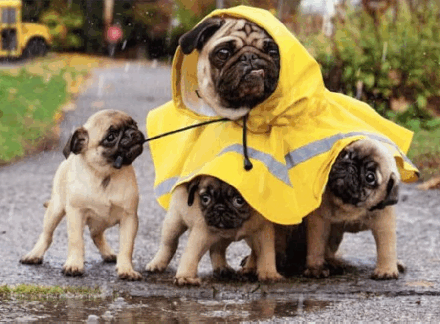 Keeping Your Pug Entertained During Rainy Days