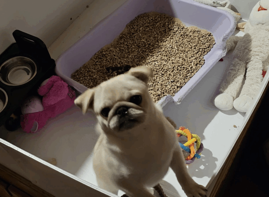 Can Pugs Be Trained to Use a Litter Box