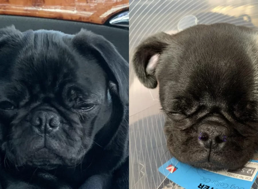 How to Help Your Pug Recover After Surgery