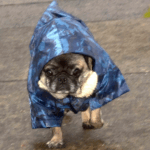 Keeping Your Pug Entertained During Rainy Days