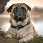 The Pugs Role in the Development of Other Breeds