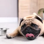 Is Your Pug Getting Enough Water