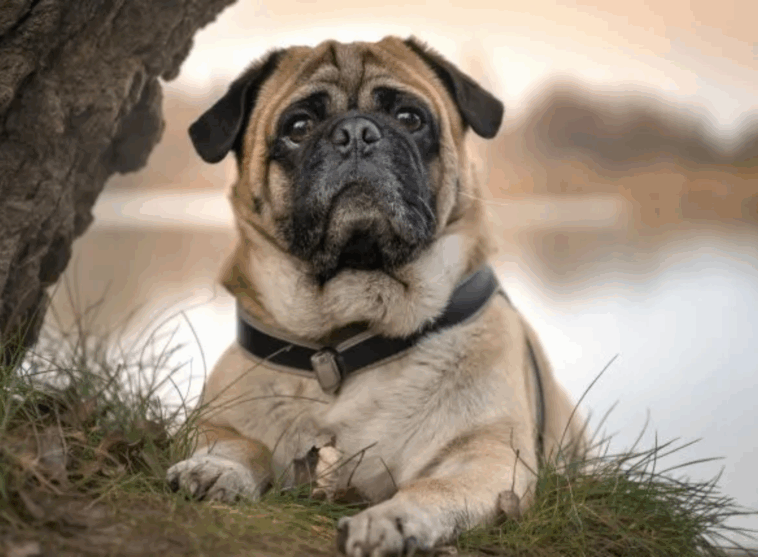 The Pugs Role in the Development of Other Breeds