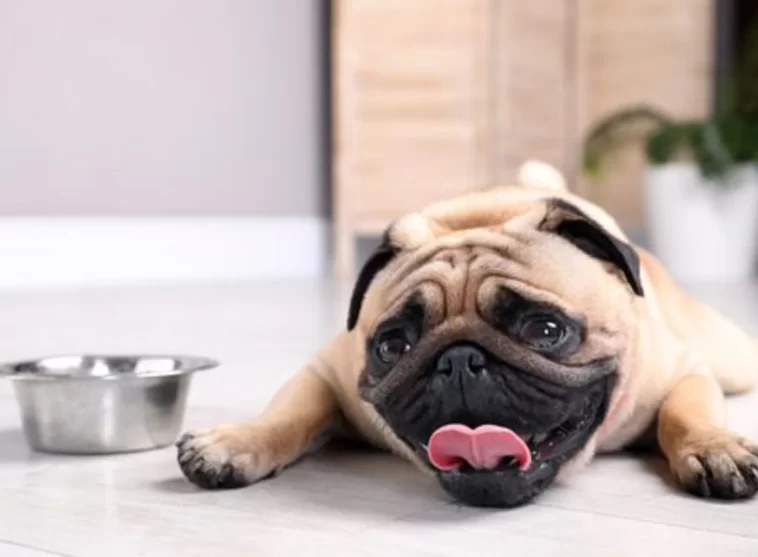 Is Your Pug Getting Enough Water