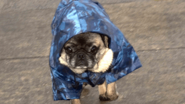 Keeping Your Pug Entertained During Rainy Days