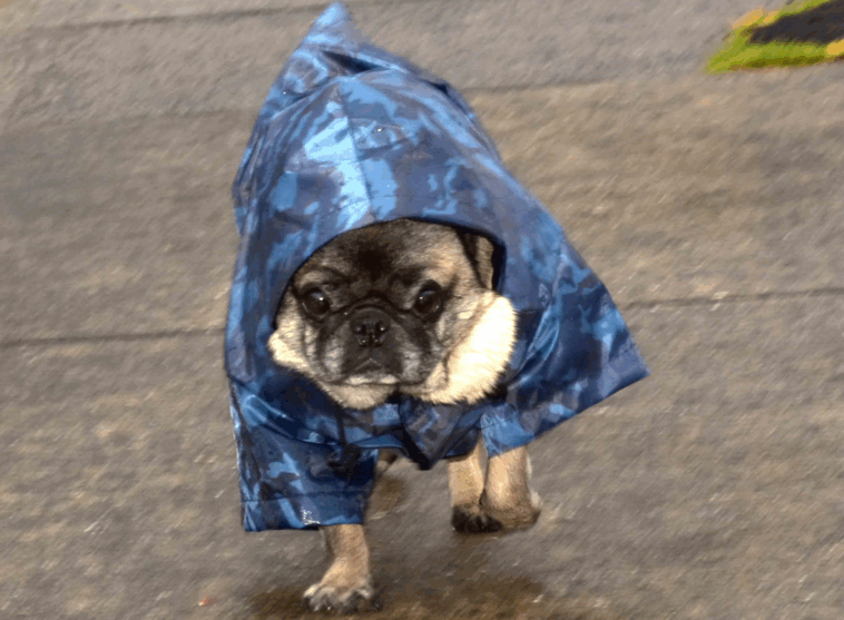 Keeping Your Pug Entertained During Rainy Days