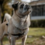 Do Pugs Understand Commands