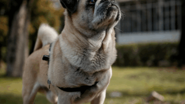 Do Pugs Understand Commands