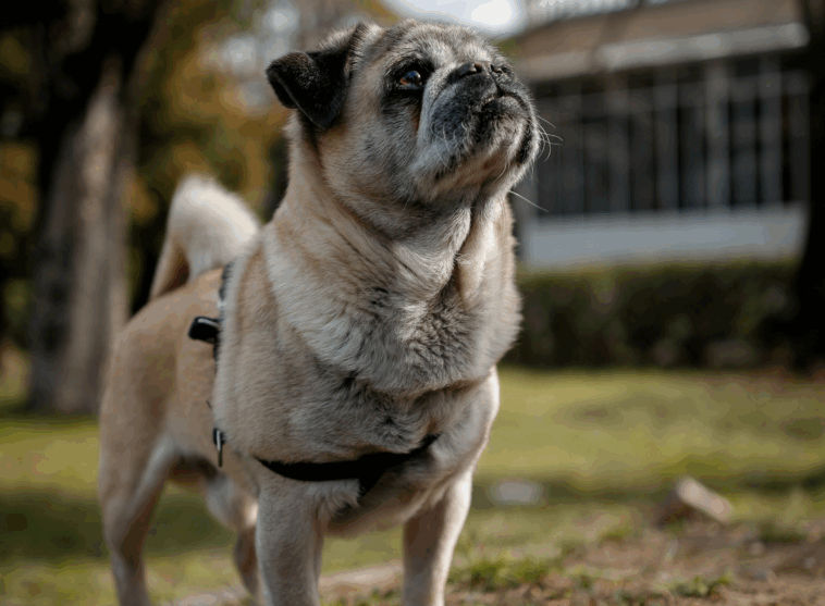 Do Pugs Understand Commands