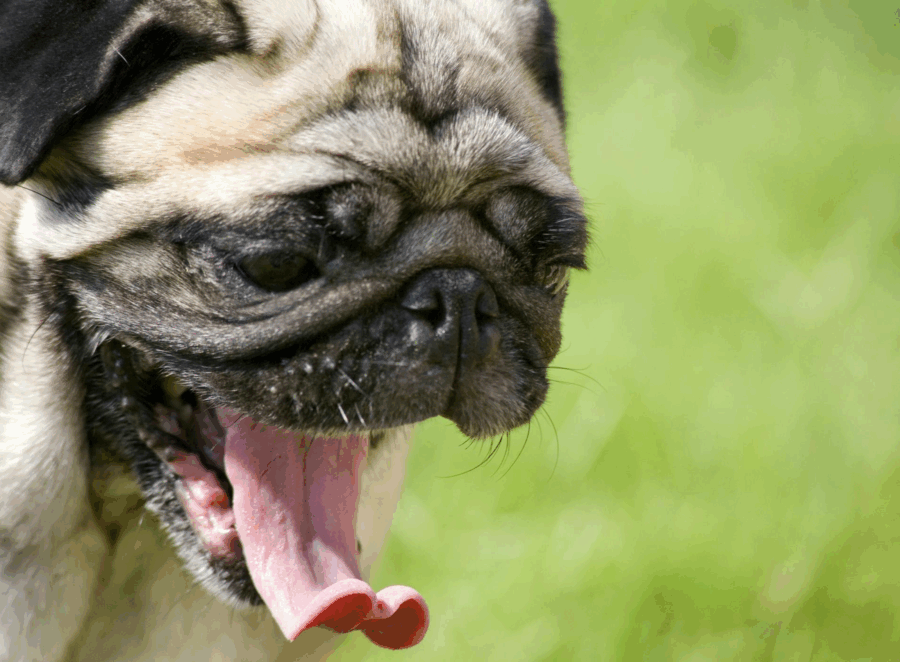 Why Is My Pug Sneezing So Much