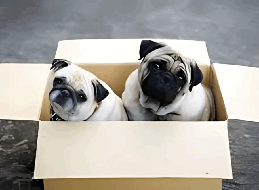 Moving to a New Home With a Pug